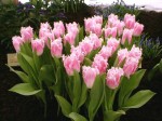 [Huis ten Bosch IBC page 77 .jpg]